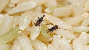 مكافحة سوسة الحبوب